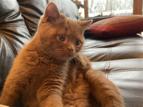 We've been registered <b>breeders</b> of <b>British</b> Shorthairs with CCA since 2010 and we are members of one of the oldest cat club in Canada - Hamilton Cat Fanciers. . Cinnamon british shorthair breeder